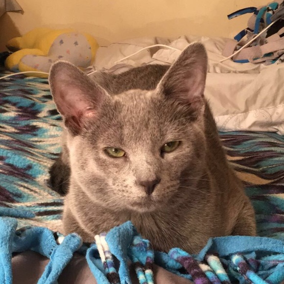 Meet your Posher, Gianna - Picture 1 of 1